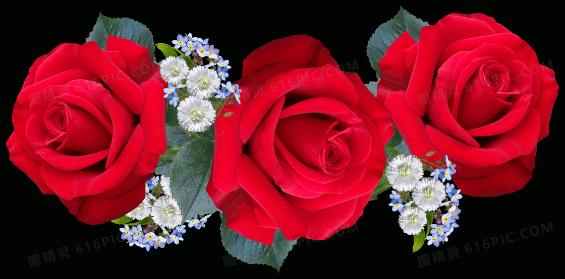 三朵红色玫瑰花图片 三朵红色玫瑰花图片大全