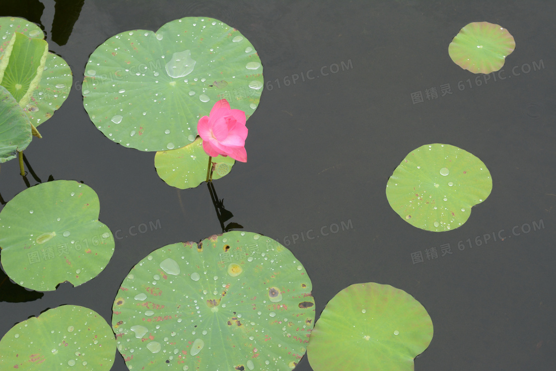 池塘荷葉荷花圖片池塘荷葉荷花圖片大全