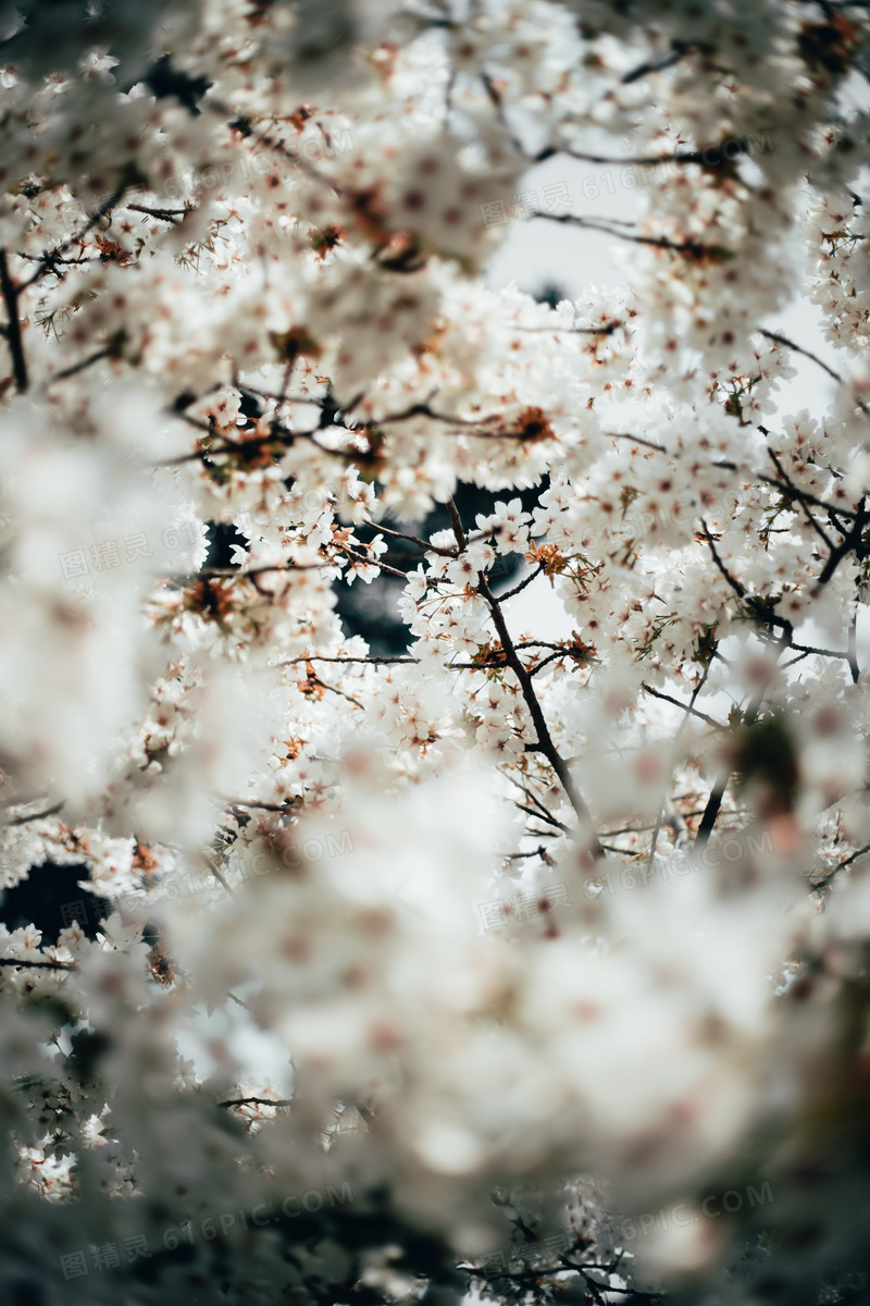 春天白色唯美樱花图片 春天白色唯美樱花图片大全