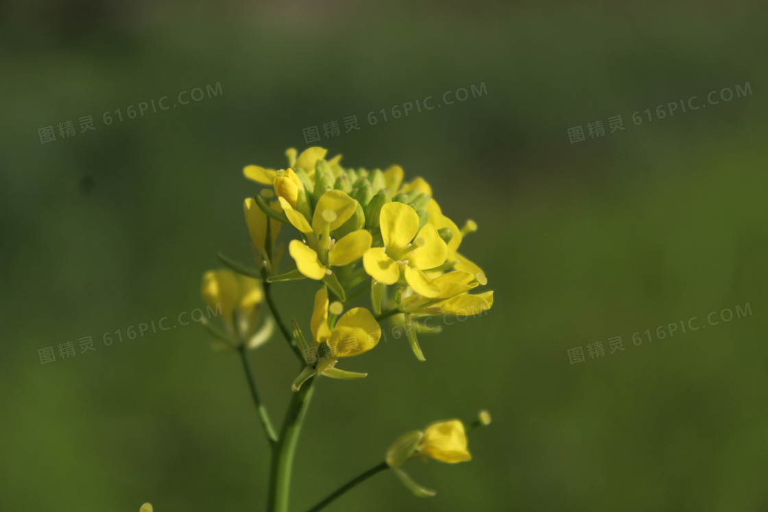 油菜花近景特写图片