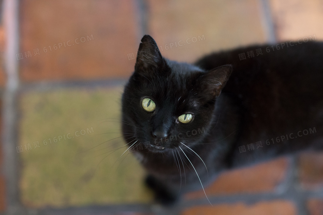 纯黑猫高清图片 纯黑猫高清图片大全