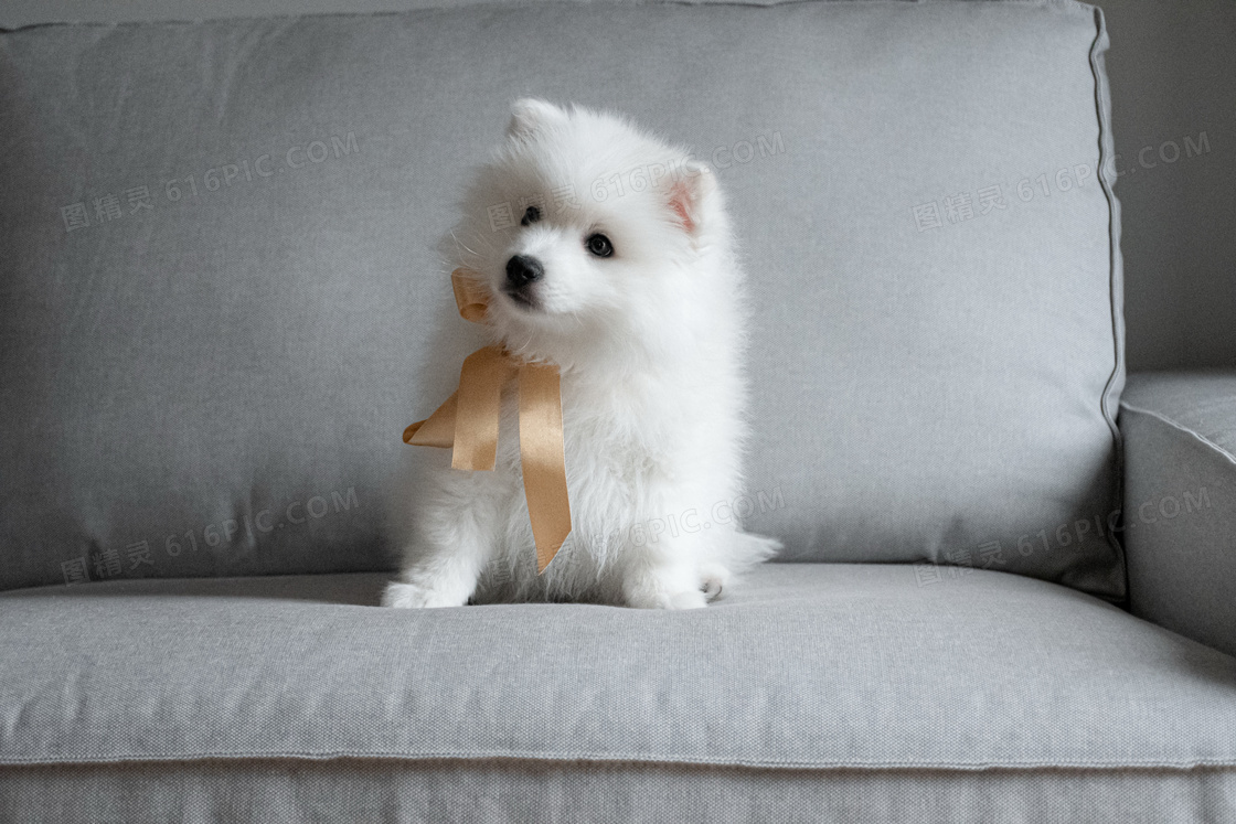 可爱白色萨摩耶幼犬图片 可爱白色萨摩耶幼犬图片大全