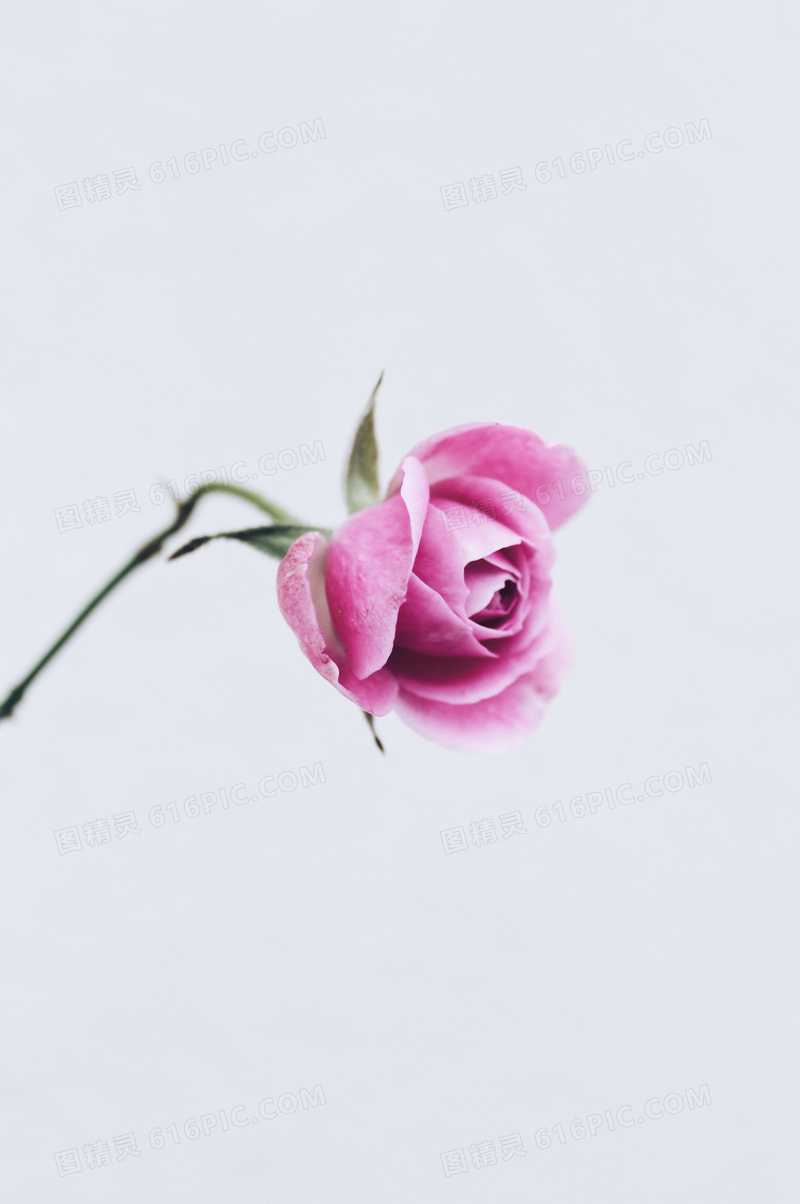 一枝粉色玫瑰花图片