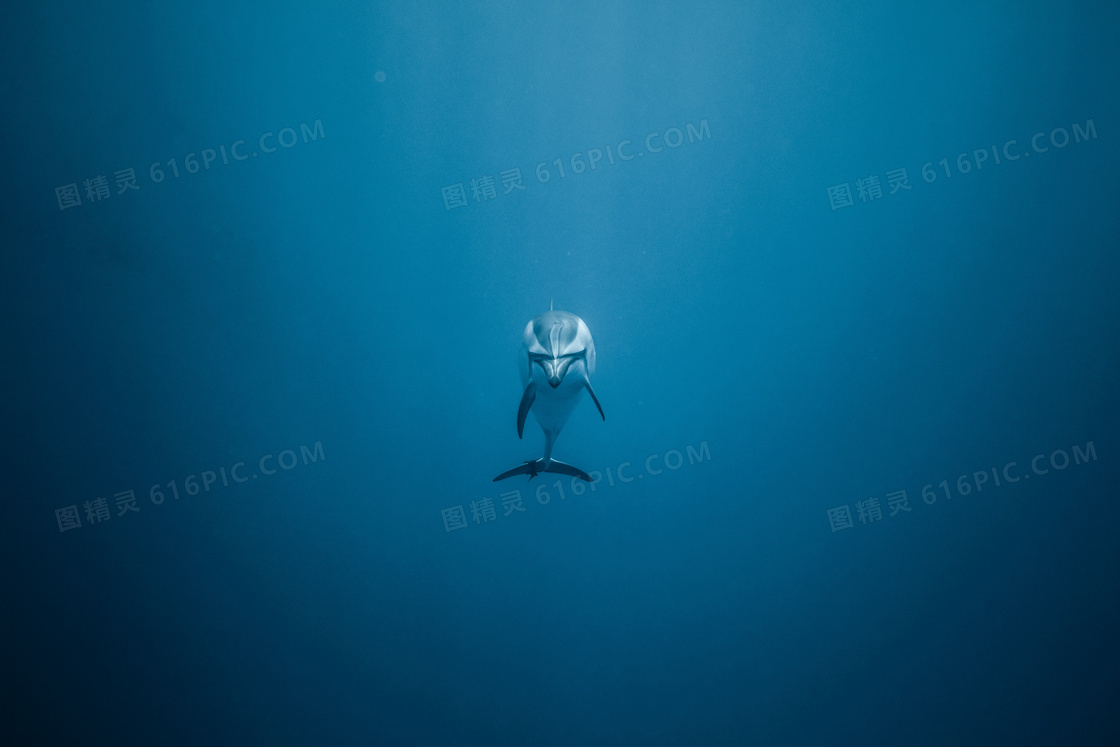 蓝色大海可爱海豚图片