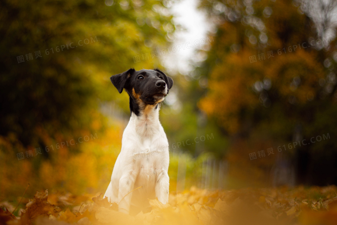 可爱小型田园犬图片 可爱小型田园犬图片大全