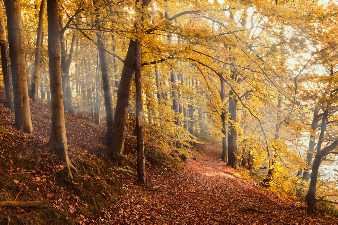 秋天金黄森林树木图片