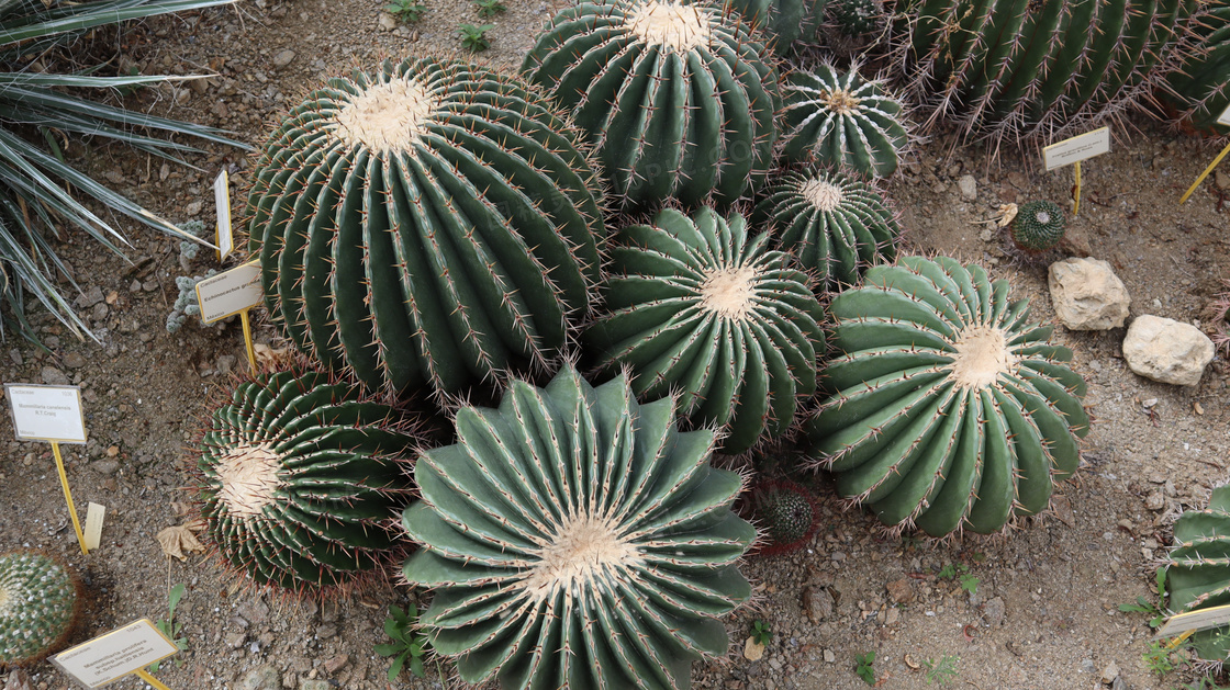 绿色植物仙人球图片