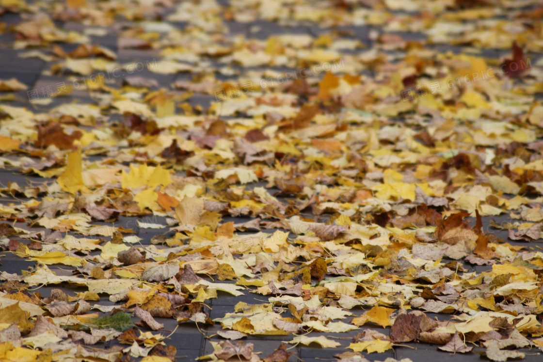 秋天树叶落地的照片图片