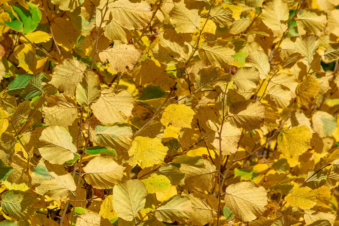 黄色树叶背景图片