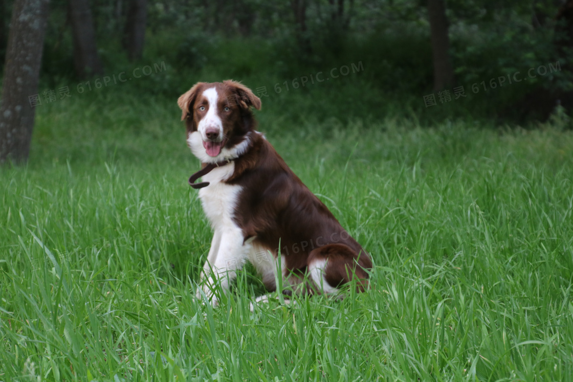 家养边境牧羊犬图片