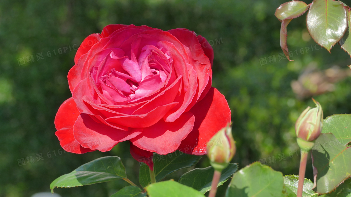 红玫瑰花朵高清摄影图片