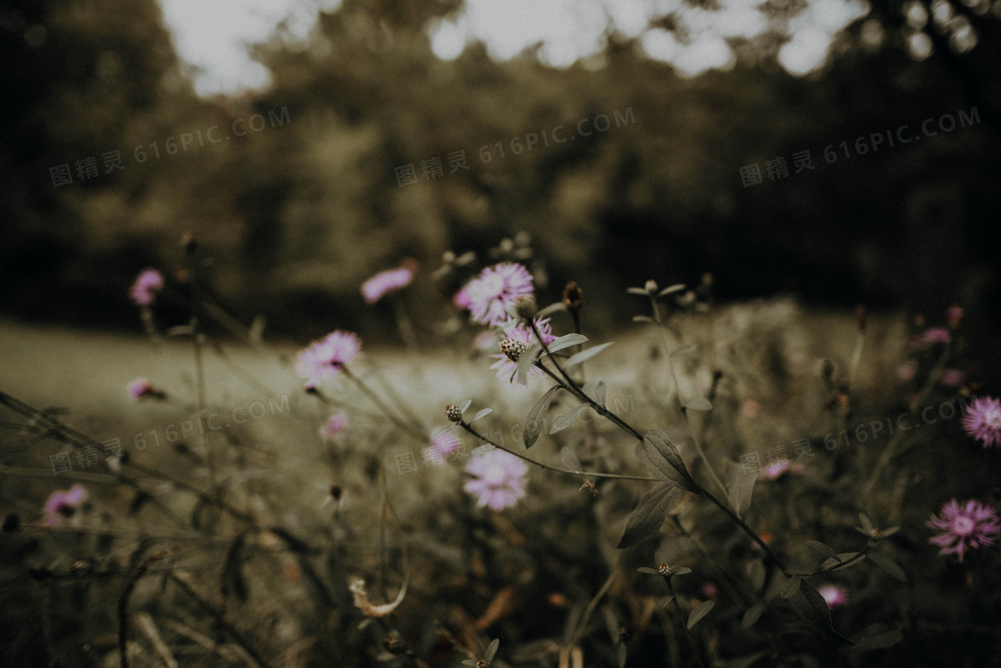 唯美意境花草風景圖片