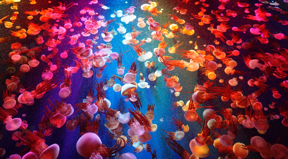 深海海底彩色水母图片