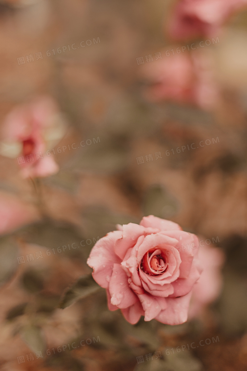 唯美粉色露水玫瑰图片 唯美粉色露水玫瑰图片大全