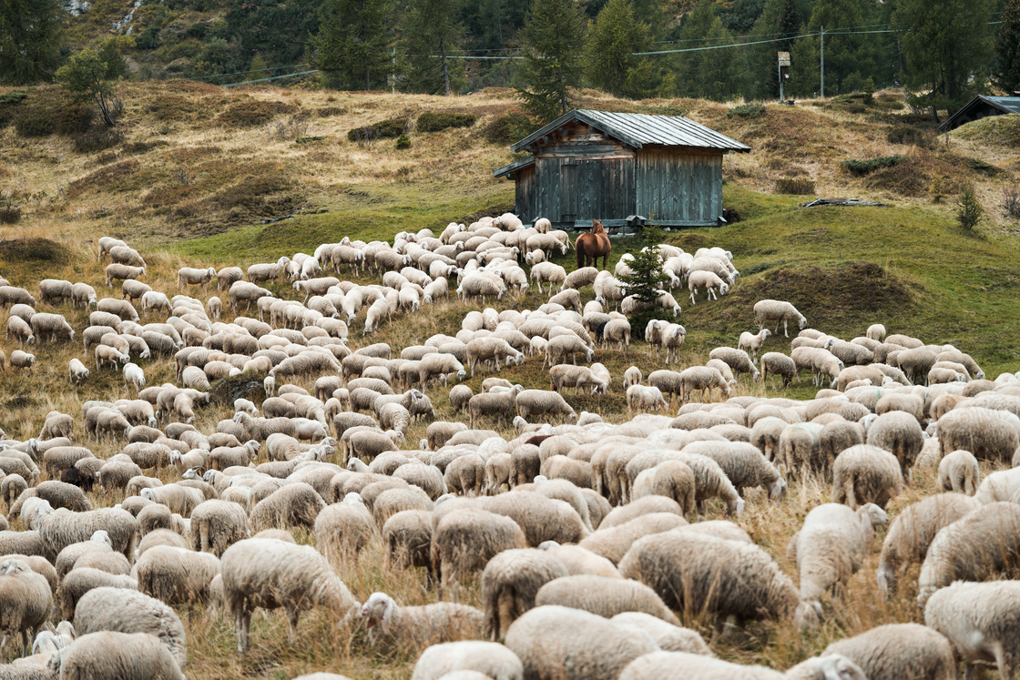 澳洲绵羊群高清图片