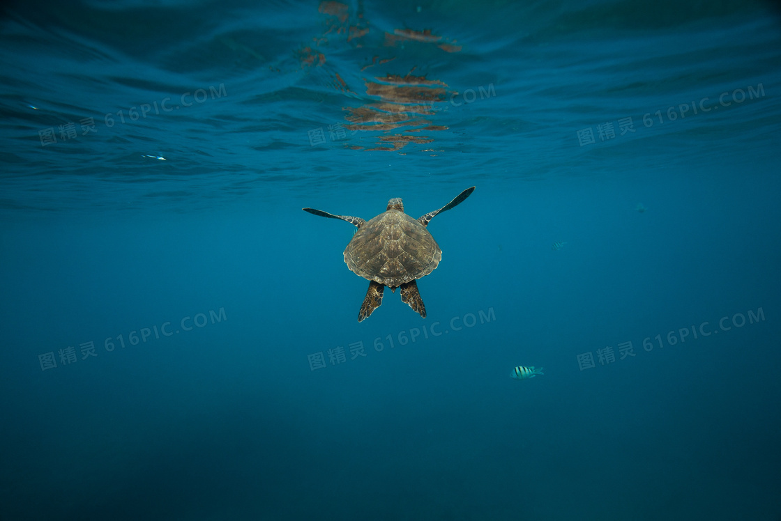 海里海龟图片