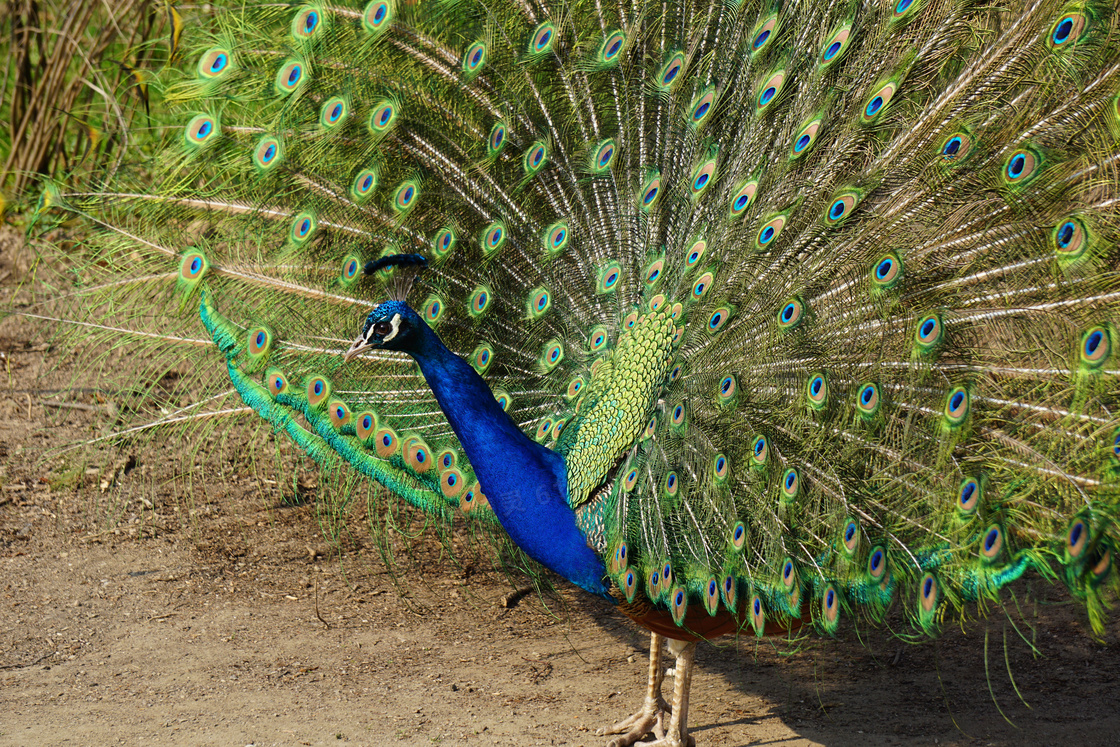 大只孔雀展翅jpg图片免费下载_编号vjehkk781_图精灵