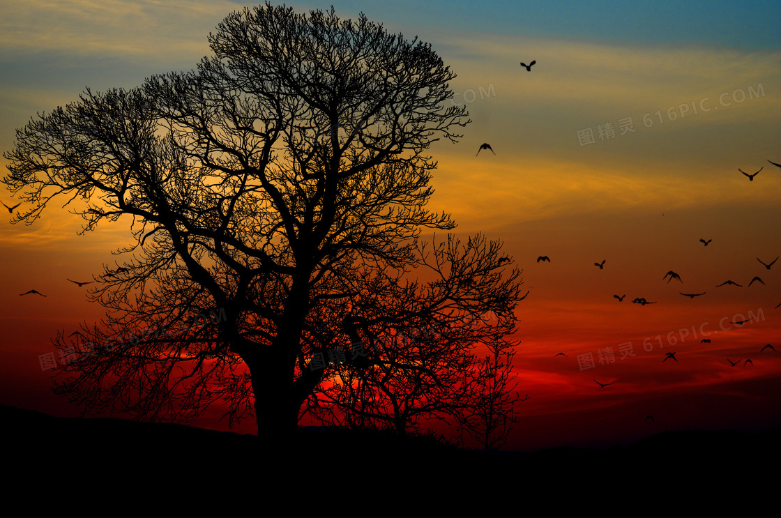 黄昏日落树木剪影图片