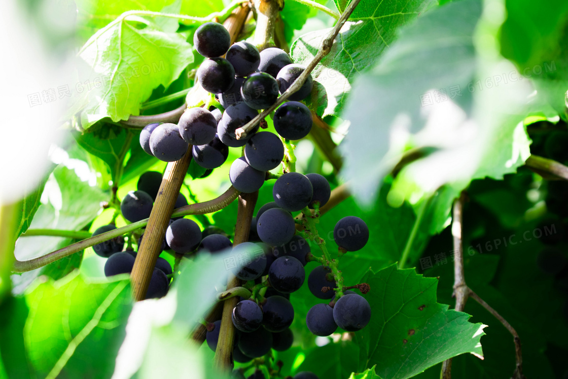 葡萄藤成熟黑葡萄图片