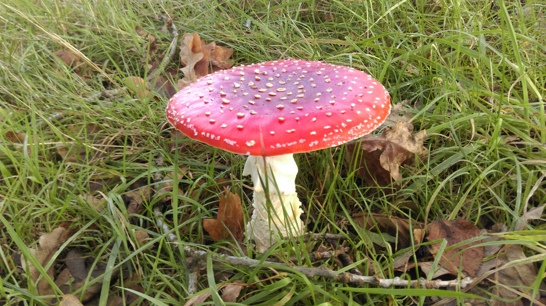 伞状野蘑菇图片