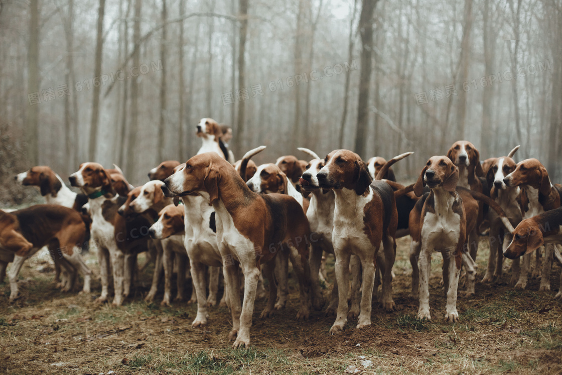 纯种惠比特犬图片 纯种惠比特犬图片大全