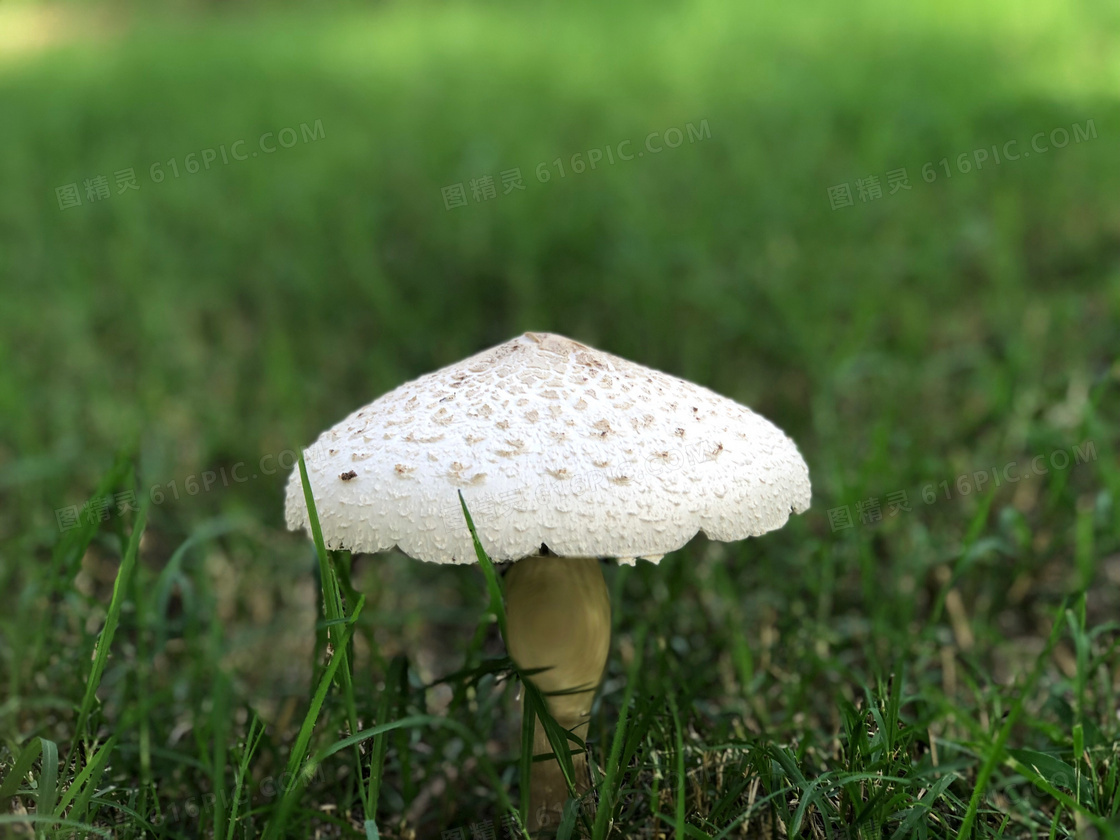 雨中蘑菇高清图片下载-正版图片500388841-摄图网