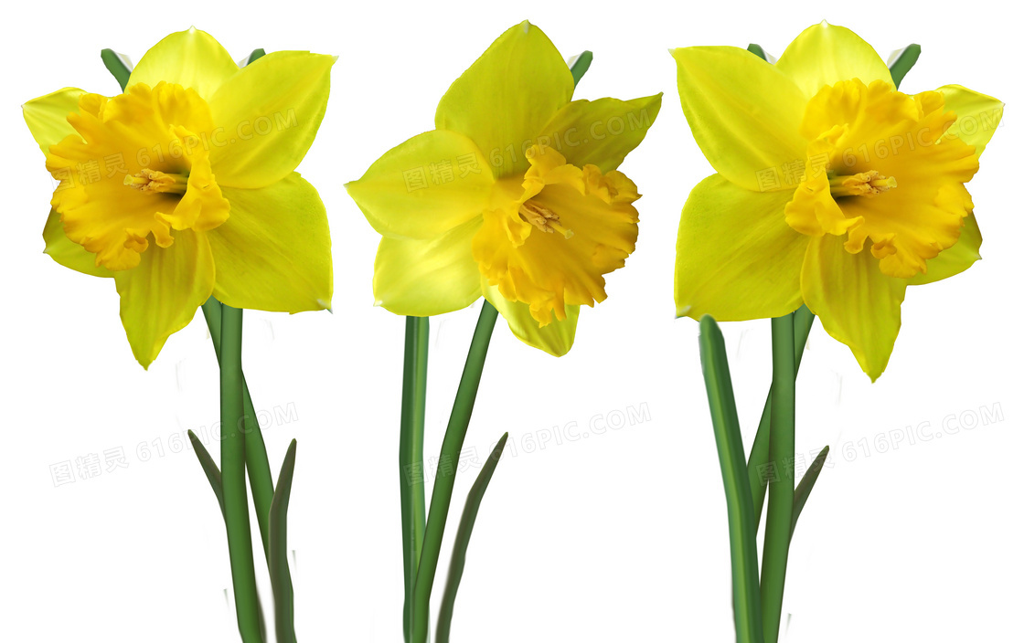 三朵黄色水仙花图片