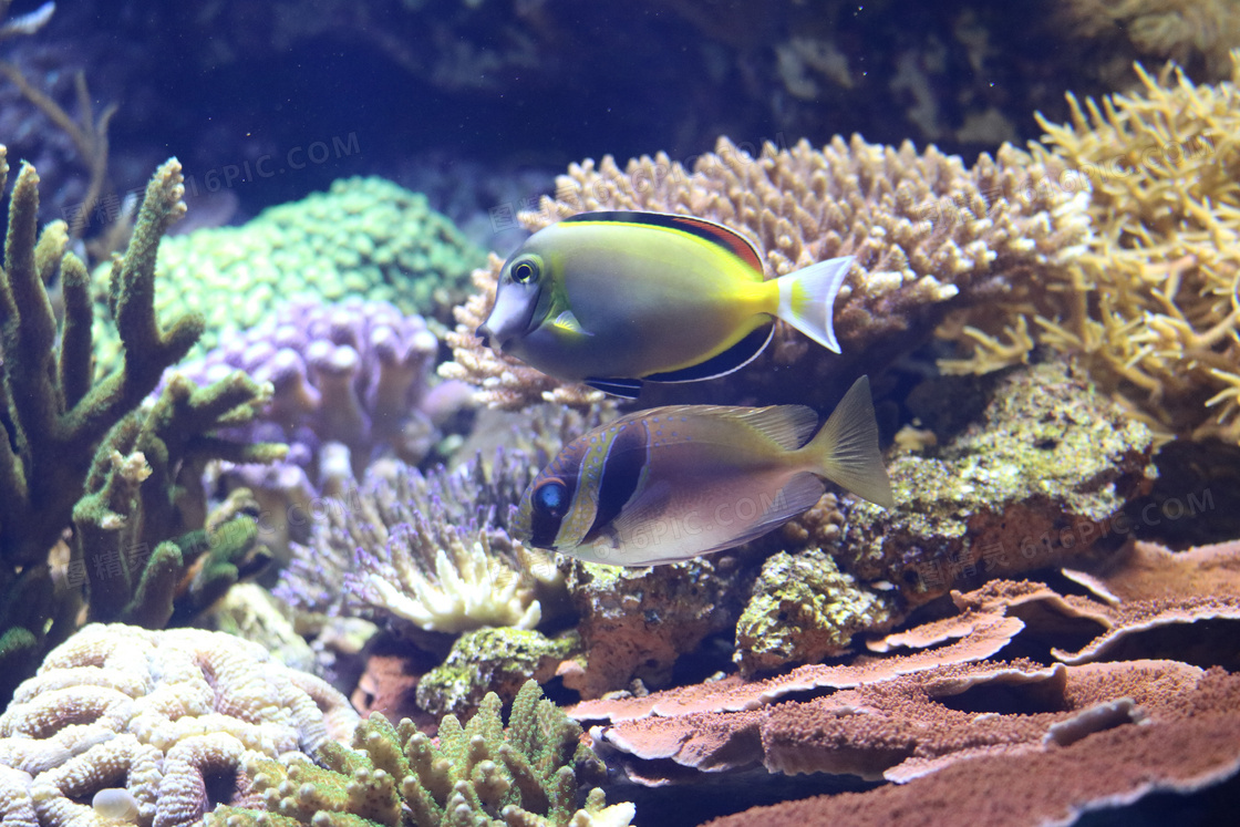 水族馆珊瑚和鱼图片