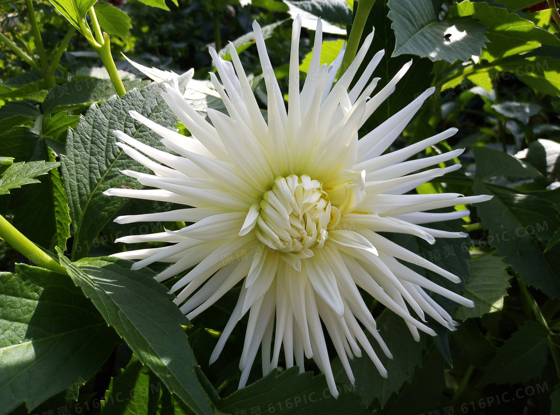 白色大丽花花朵图片
