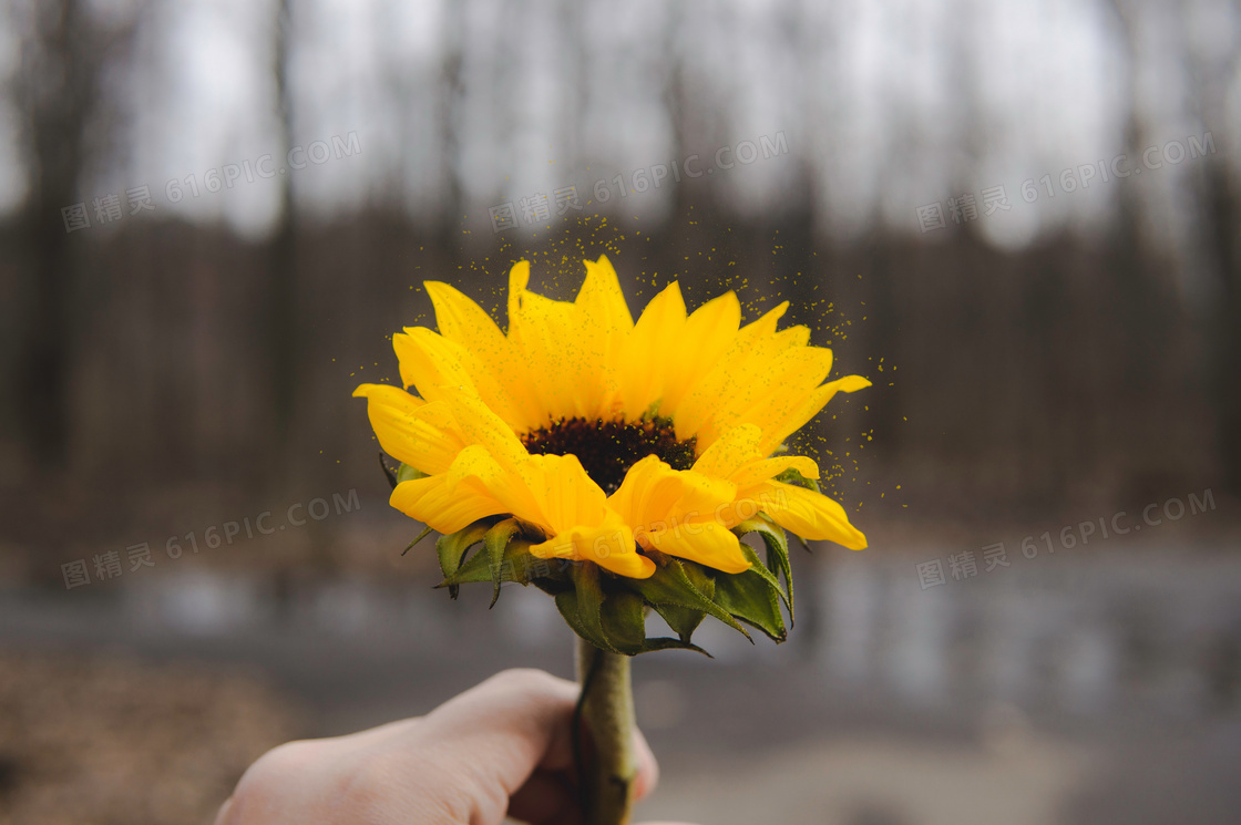 向日葵特写花卉图片 向日葵特写花卉图片大全