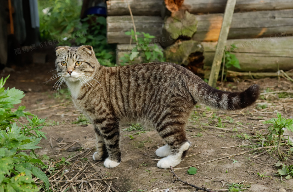 灰色虎斑猫图片