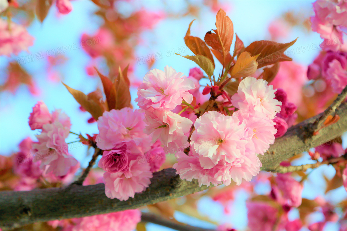 高清粉色樱花唯美摄影图片