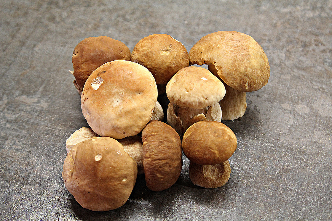 牛肝菌蘑菇苞图片