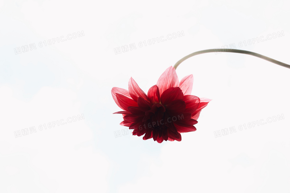 大红花背景图片