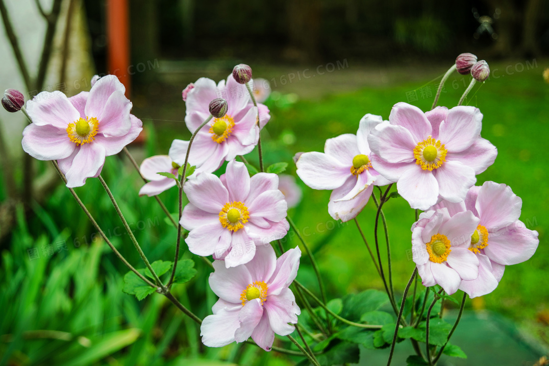 海葵花花朵盛開圖片