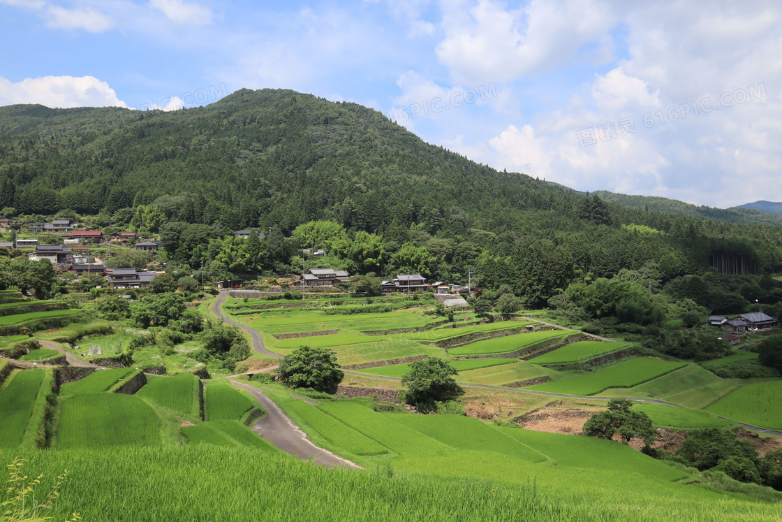 乡村梯田水稻景观图片