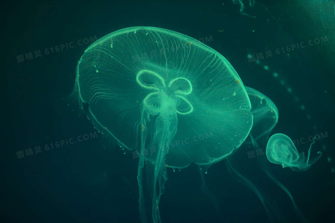 透明海蜇刺胞动物图片