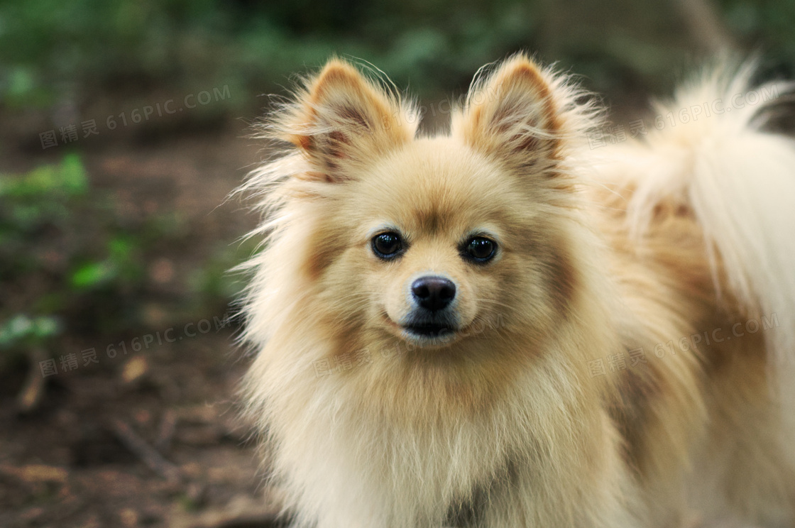 博美犬宠物图片