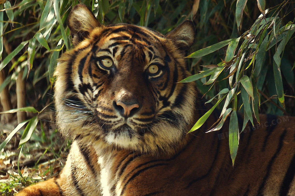 竹林里的大老虎图片