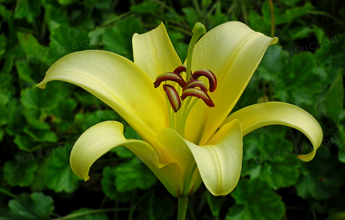 黄色百合花朵开放图片