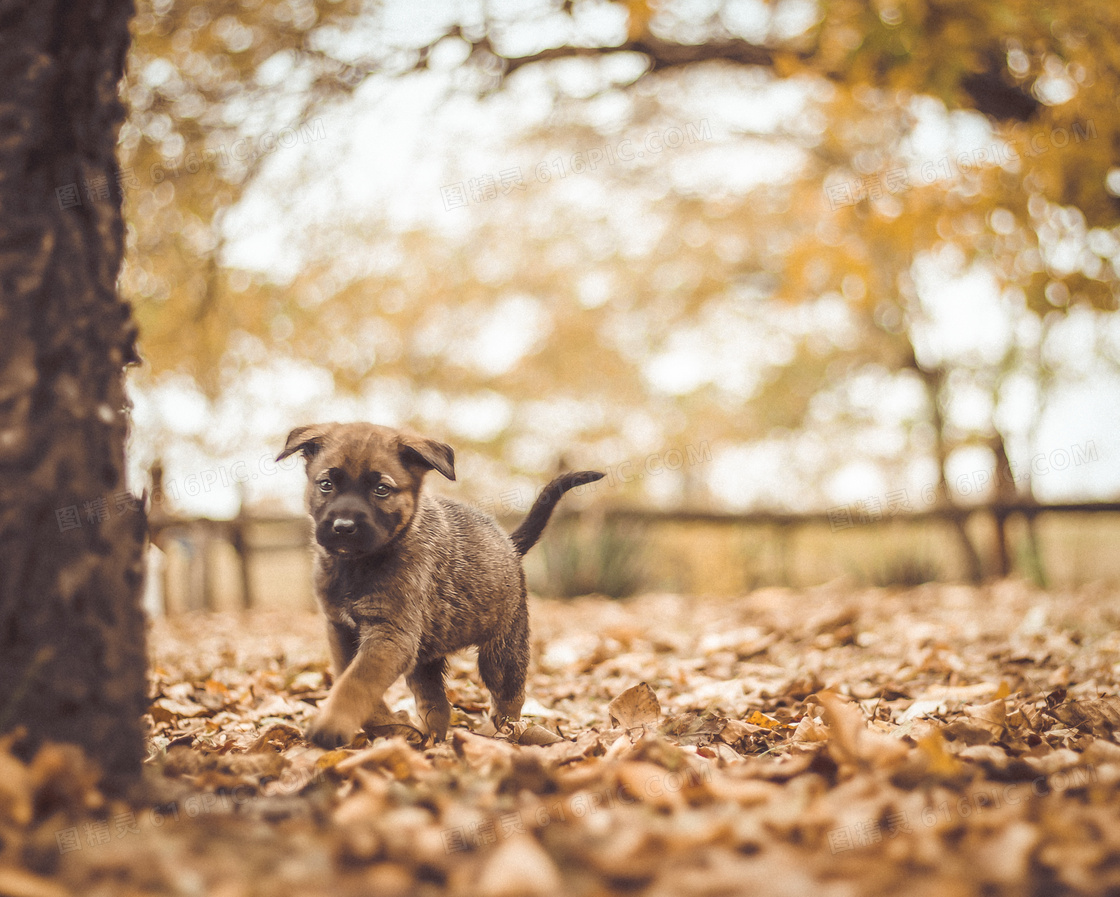 萌萌幼犬狗狗图片 萌萌幼犬狗狗图片大全