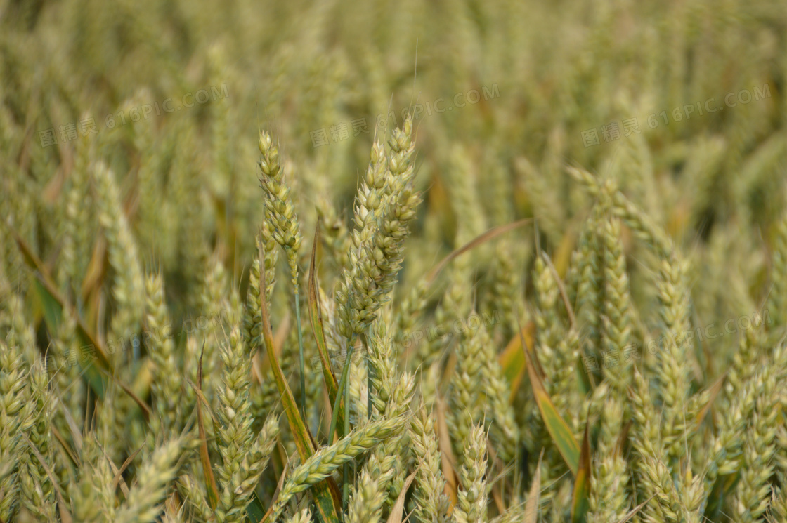 小麦谷物麦穗背景图片