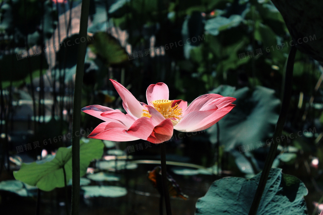 荷花池塘风景图片