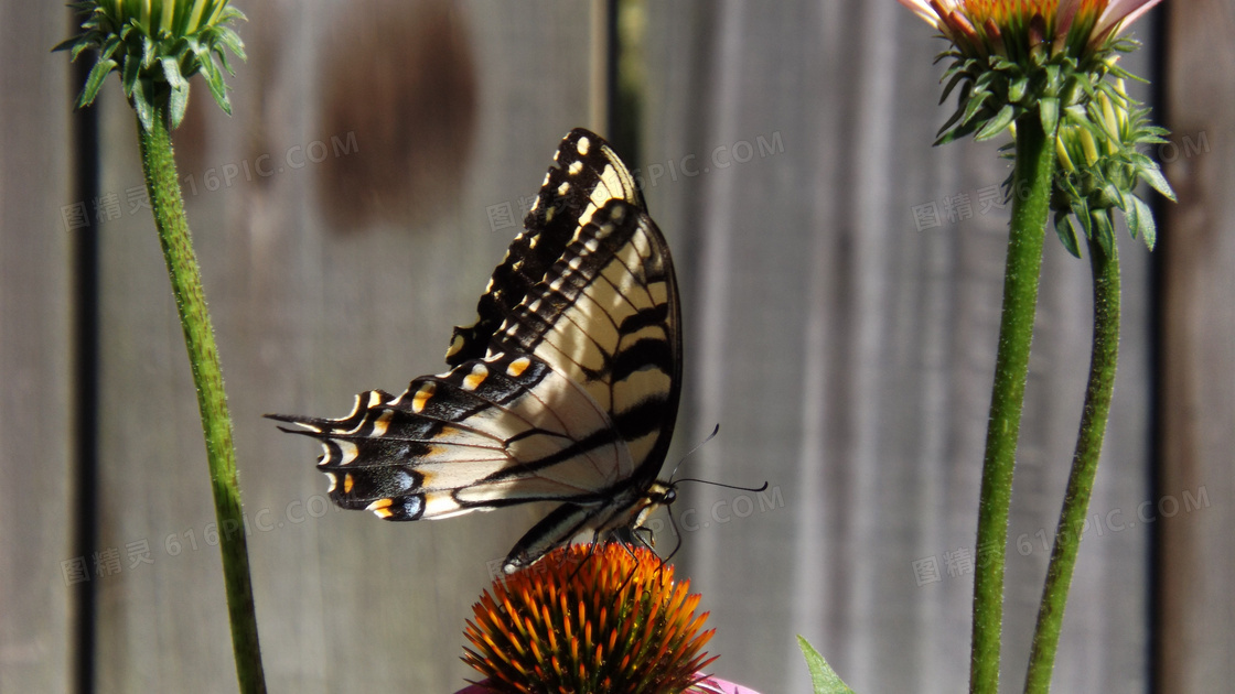 松果菊上燕尾蝴蝶图片