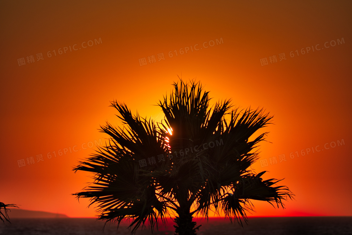 海上黄昏棕榈树剪影图片