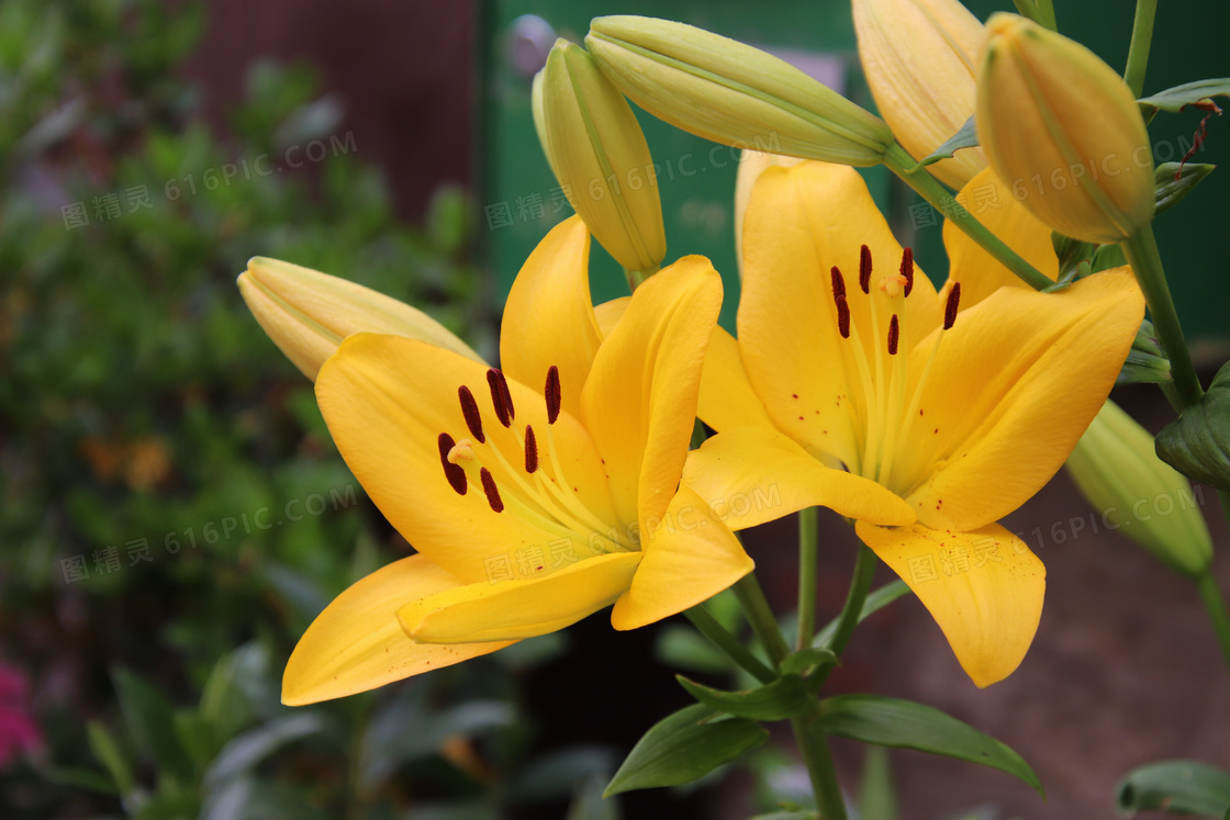 黄色百合花朵开花图片