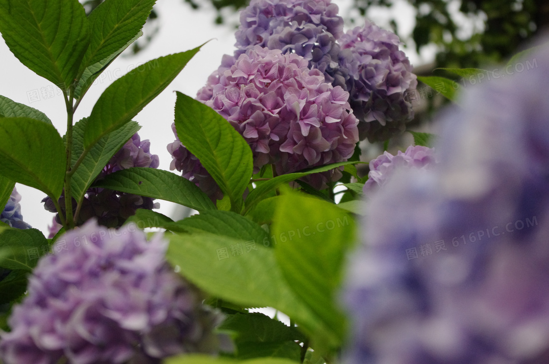 紫色绣球花盛开图片