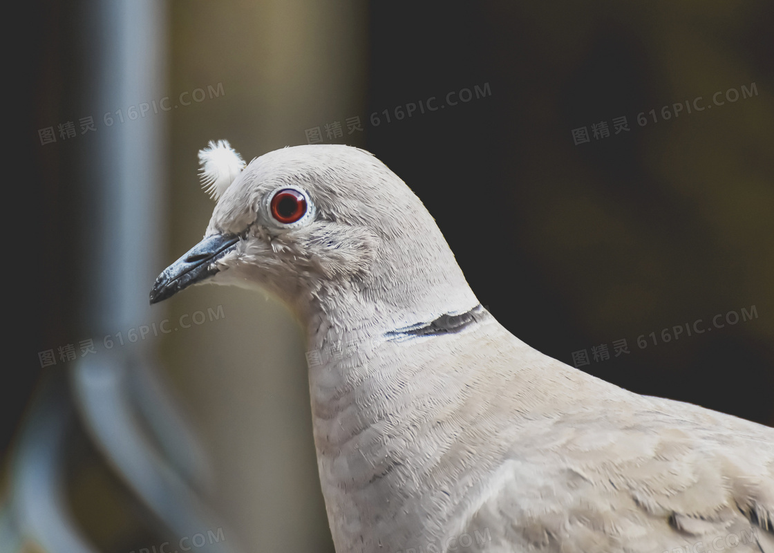 灰色羽毛的红眼睛鸽子摄影高清图片