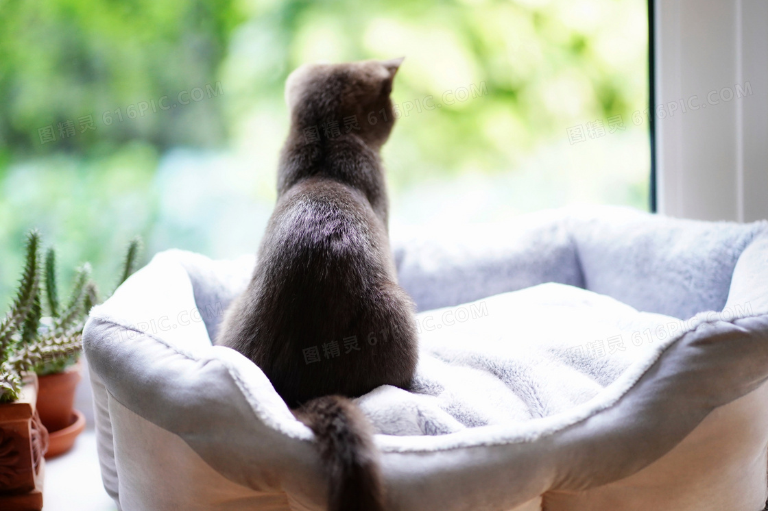 一只望着窗外的宠物猫摄影高清图片