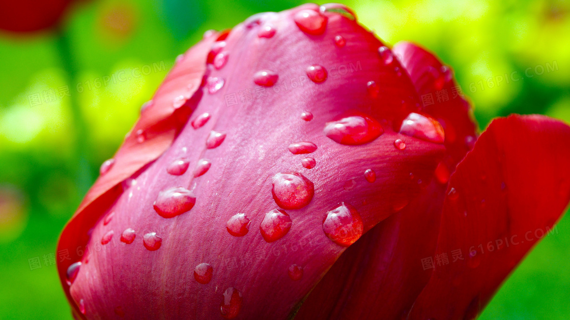 沾滿水珠的紅色玫瑰花攝影圖片